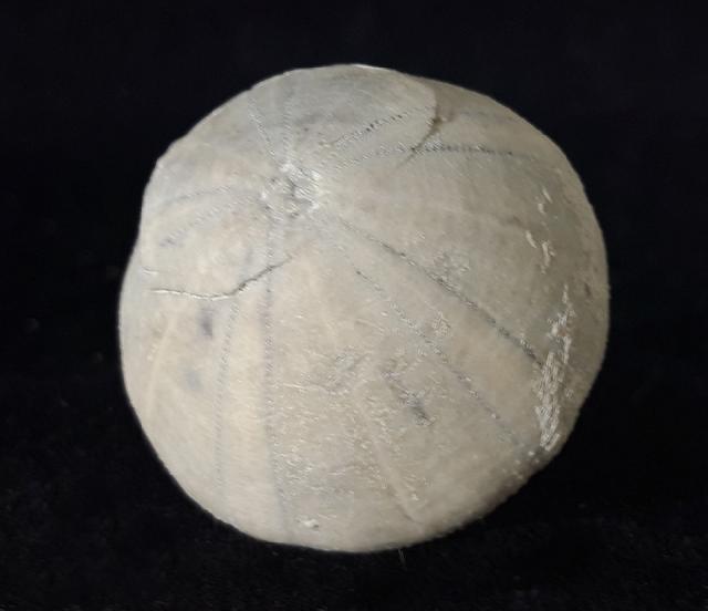 Camerogalerus cylindricus (LAMARCK 1816) - Bild © FossNet FossilienStore